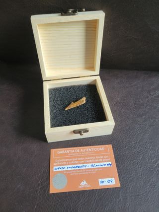 Caja Madera Fósil Onchopristis Auténtico
