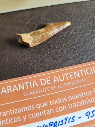 Caja Madera Fósil Onchopristis Auténtico