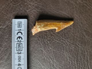 Caja Madera Fósil Onchopristis Auténtico