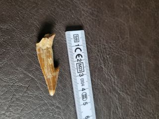 Caja Madera Fósil Onchopristis Auténtico