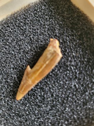 Caja Madera Fósil Onchopristis Auténtico