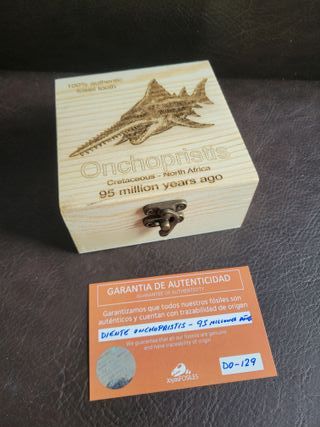 Caja Madera Fósil Onchopristis Auténtico