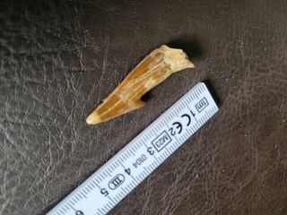 Caja Madera Fósil Onchopristis Auténtico