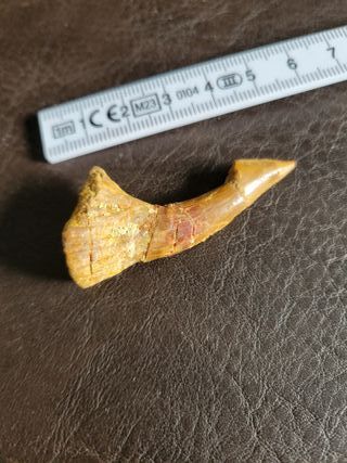 Caja Madera Fósil Onchopristis Auténtico