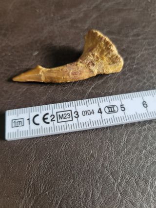 Caja Madera Fósil Onchopristis Auténtico