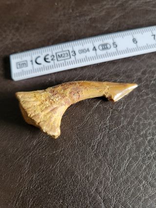 Caja Madera Fósil Onchopristis Auténtico