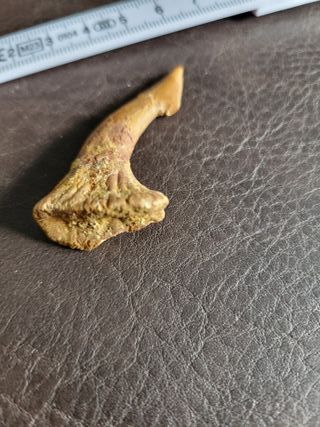 Caja Madera Fósil Onchopristis Auténtico