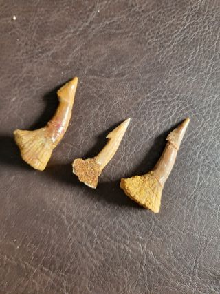 Caja Madera Fósil Onchopristis Auténtico