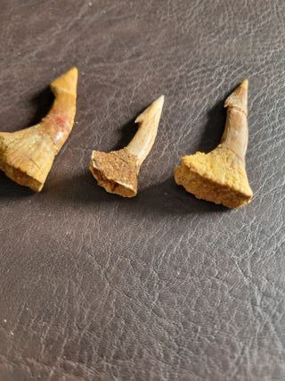 Caja Madera Fósil Onchopristis Auténtico