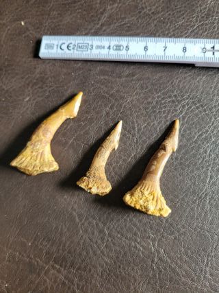 Caja Madera Fósil Onchopristis Auténtico