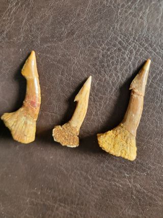 Caja Madera Fósil Onchopristis Auténtico