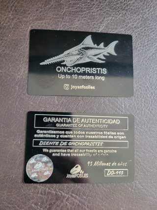 Caja Madera Fósil Onchopristis Auténtico