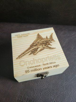 Caja Madera Fósil Onchopristis Auténtico