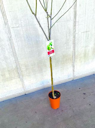 Árbol frutal “Manzano”