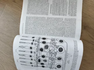 Sensacion Y Persepcion