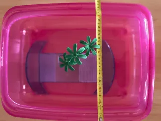 Tortuguera Rosa Transparente