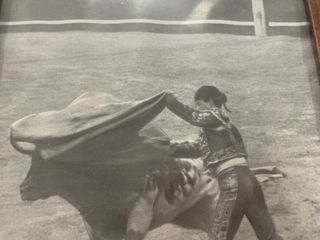 Reproducción Fotografía Taurina