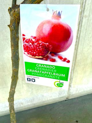 Granado en maceta - Árbol frutal