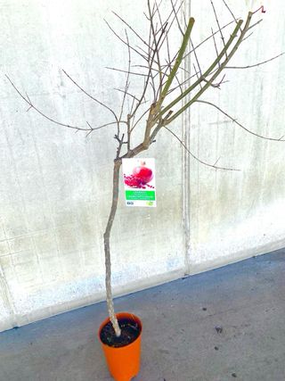 Granado en maceta - Árbol frutal