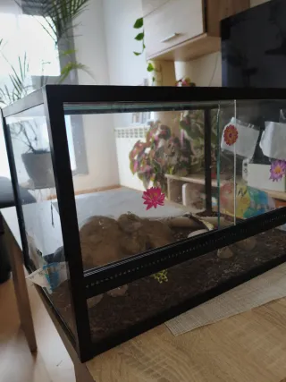 Terrario para reptiles