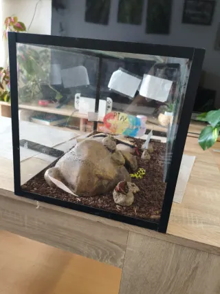 Terrario para reptiles