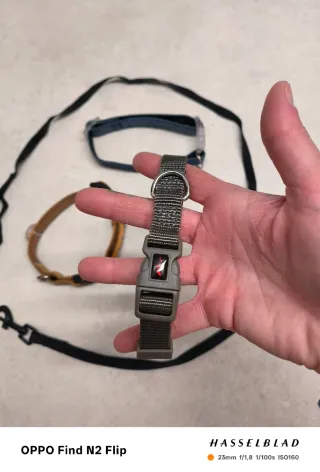 Lote Accesorios Perros: Collares y Correa