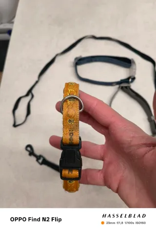 Lote Accesorios Perros: Collares y Correa