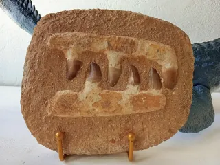 Fósil 6 dientes Mosasaurio para Terrario