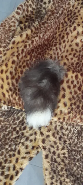 Disfraz de leopardo para bebé