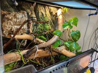 Terrario Exo Terra 65x45 Plantado Natural