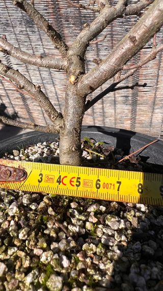 PRE BONSAI CHOJUBAI MEMBRILLERO JAPONES