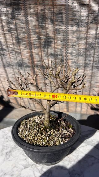 PRE BONSAI CHOJUBAI MEMBRILLERO JAPONES