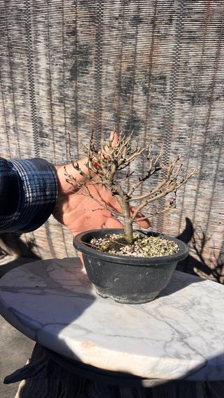 PRE BONSAI CHOJUBAI MEMBRILLERO JAPONES