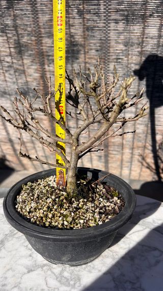 PRE BONSAI CHOJUBAI MEMBRILLERO JAPONES