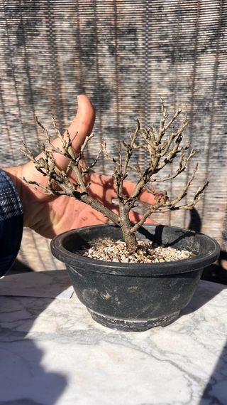 PRE BONSAI CHOJUBAI MEMBRILLERO JAPONES