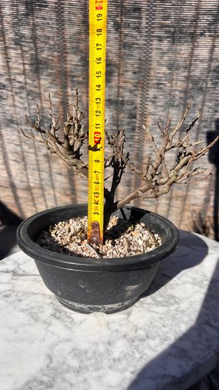 PRE BONSAI CHOJUBAI MEMBRILLERO JAPONES