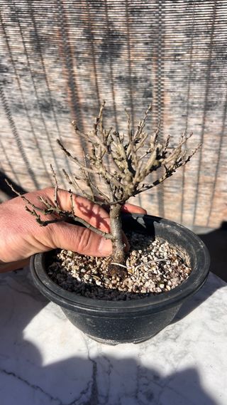 PRE BONSAI CHOJUBAI MEMBRILLERO JAPONES