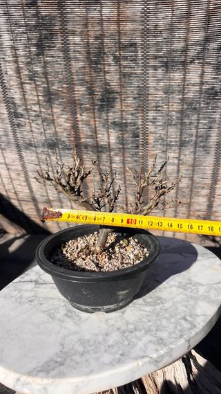 PRE BONSAI CHOJUBAI MEMBRILLERO JAPONES