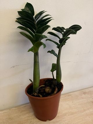 Zamioculcas pianta da interno