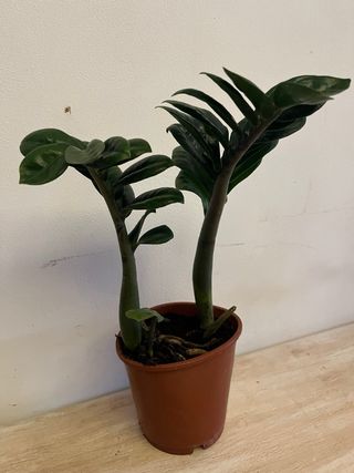 Zamioculcas pianta da interno