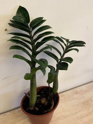 Zamioculcas pianta da interno