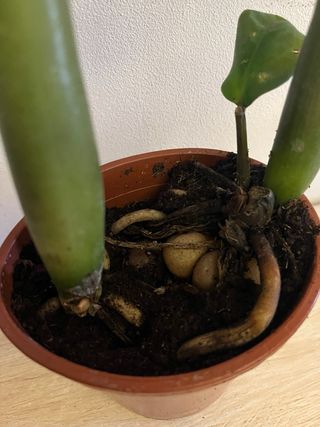 Zamioculcas pianta da interno