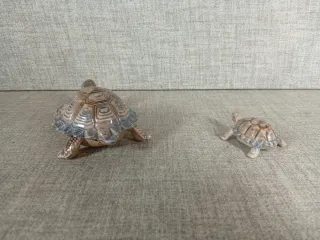 Tortugas Wade Porcelana Inglesa