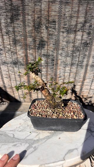 PRE BONSAI MITO TARANTINO HOJA DIMINUTA