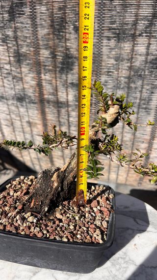 PRE BONSAI MITO TARANTINO HOJA DIMINUTA