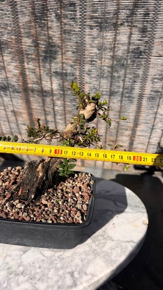 PRE BONSAI MITO TARANTINO HOJA DIMINUTA