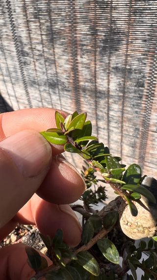 PRE BONSAI MITO TARANTINO HOJA DIMINUTA