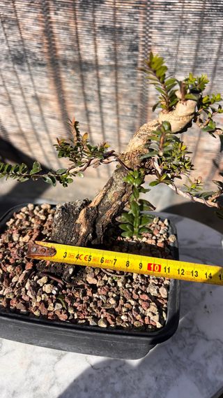 PRE BONSAI MITO TARANTINO HOJA DIMINUTA