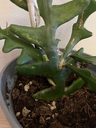 Selenicereus Anthonyanus Pianta Fiorita