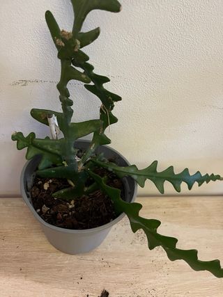 Selenicereus Anthonyanus Pianta Fiorita